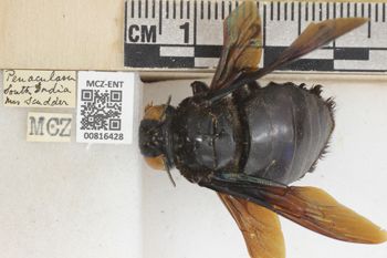 Media type: image;   Entomology 816428 Aspect: labels